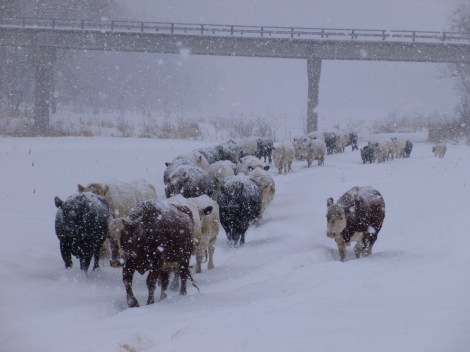 Cattle snowstorm